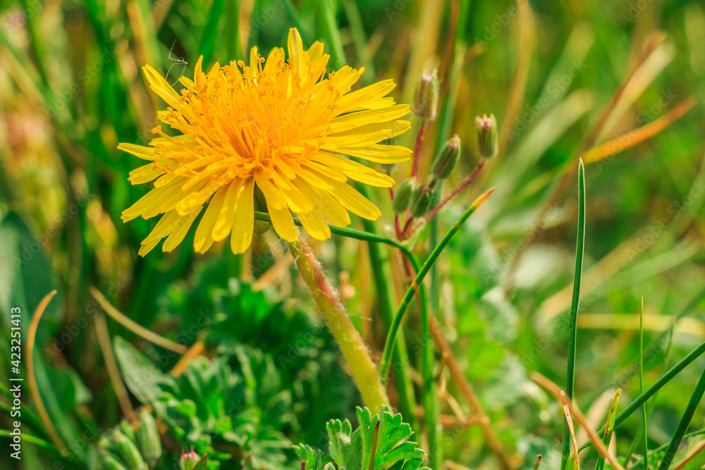 Common dandelions in a meadow. Yellow bloom in spring in detail. Green grass in the sunshine with meadow flowers. Open flower head with flower petals with flower pollen. Flower stem with light fibers. Common dandelions in a meadow. Yellow bloom in spring in detail. Green grass in the sunshine with meadow flowers. Open flower head with flower petals with flower pollen. Flower stem with light fibers.