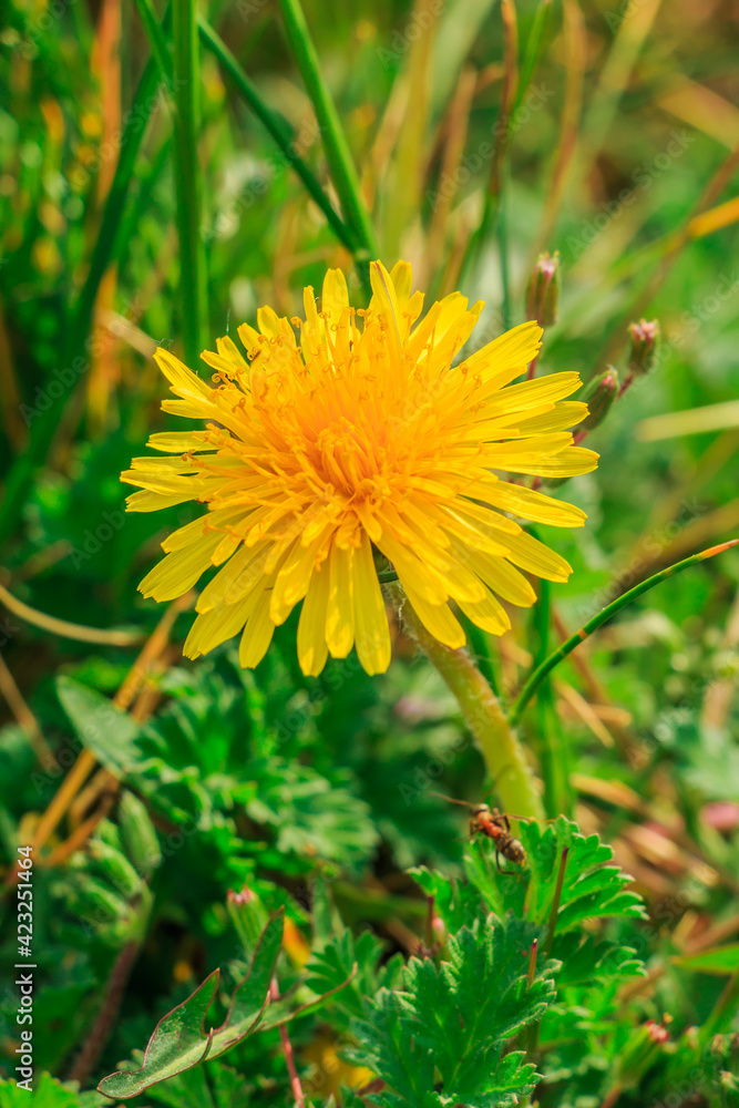 Green grass in the sunshine with meadow flowers. Common dandelions in a meadow. Ant on grass leaf in the foreground. Yellow bloom in spring in detail. Open flower head with flower petals Green grass in the sunshine with meadow flowers. Common dandelions in a meadow. Ant on grass leaf in the foreground. Yellow bloom in spring in detail. Open flower head with flower petals