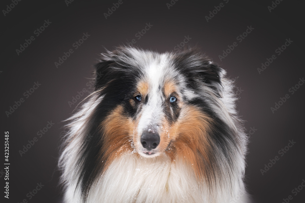 blue merle sheltie dog with beautiful eyes