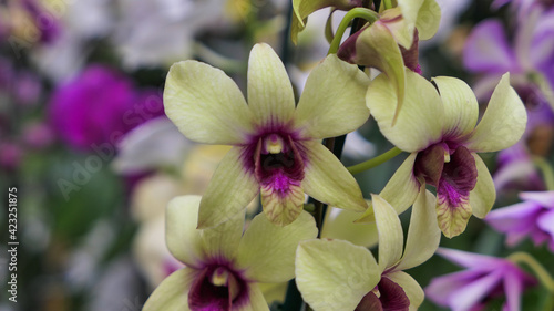 Beautiful phalaenopsis orchids in the greenhouse photo