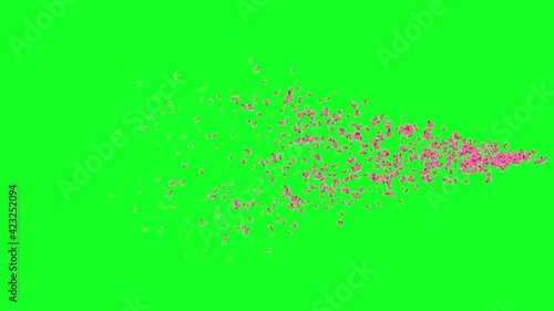 PETAL FLYING. CELEBRATION TEMPLATE ANIMATION.
GREEN CROMAKEY BACKGROUND