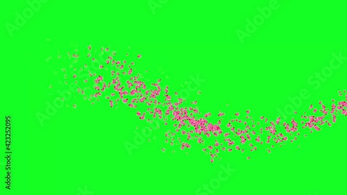 PETAL FLYING. CELEBRATION TEMPLATE ANIMATION.
GREEN CROMAKEY BACKGROUND