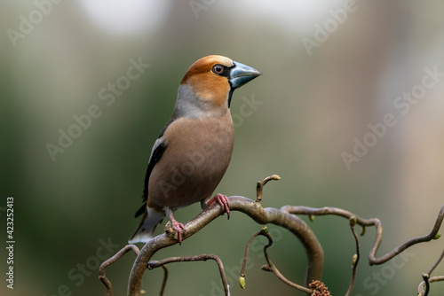 Beautiful Hawfinch (Coccothraustes coccothraustes) on a branch in the autumn forest of Noord Brabant in the Netherlands. 