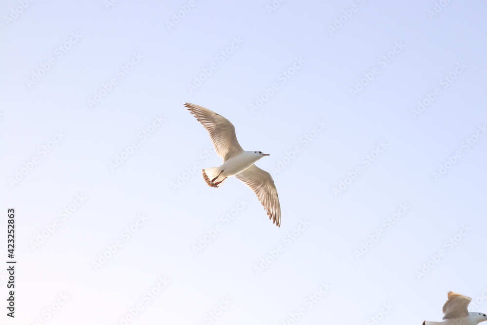 Fototapeta premium seagull flying in the sky
