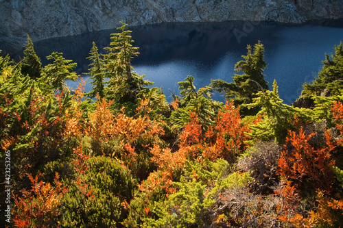 Trees on the shore of Foggy Lake, Mount Baker-Snoqualmie National Forest, Washington.    photo