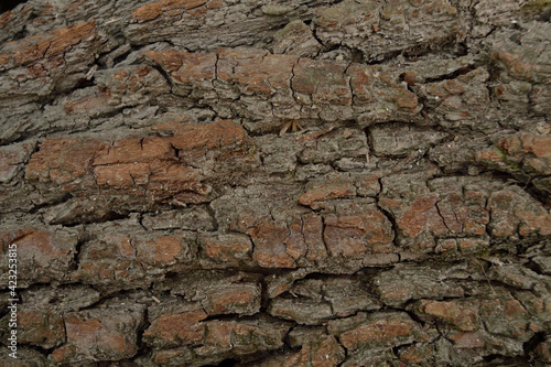 wild old cracked pine tree texture