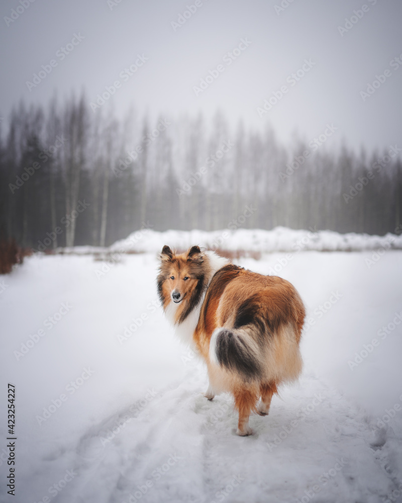 beautiful collie dog walking in the woods beautiful collie dog walking in the woods