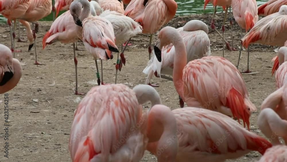 flamant rose dans un parc