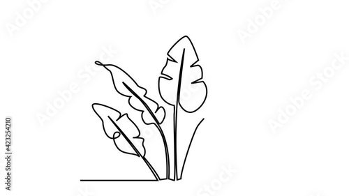 PALM LEAF. CONTINUOUS LINE DRAWING. STROKE TRIM. SURREAL ART ANIMATION