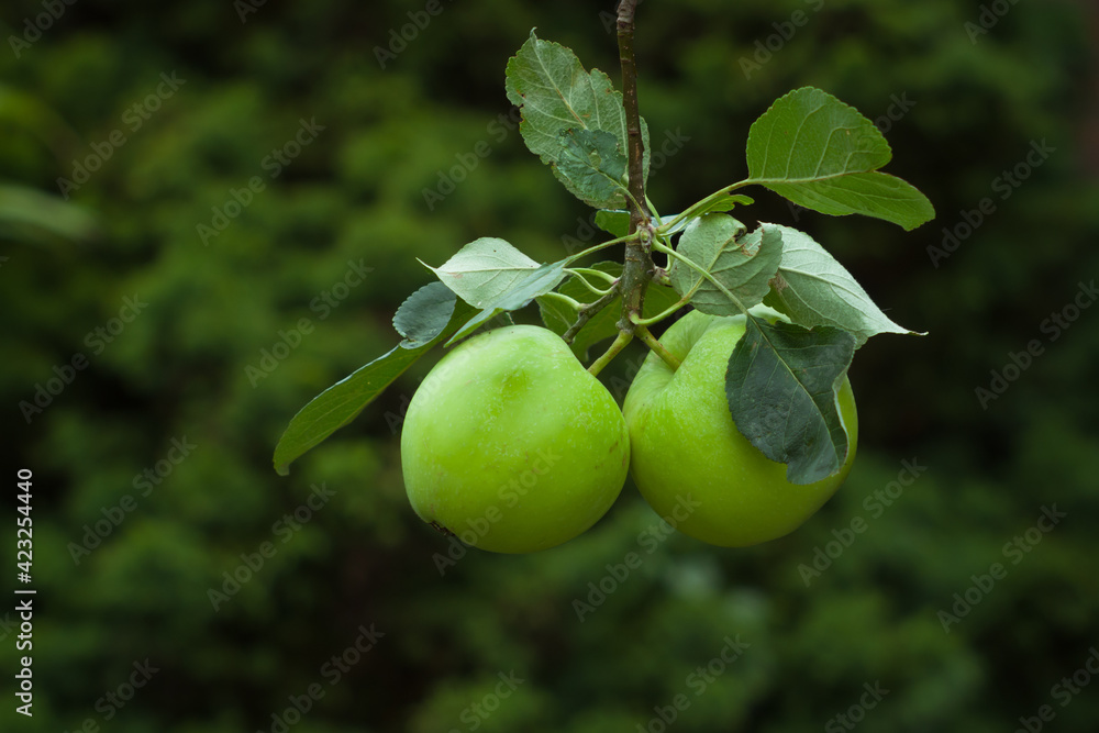 Green twin Apples with apple leaves hanging to the branch stem from the backyard apple tree against a smooth green background