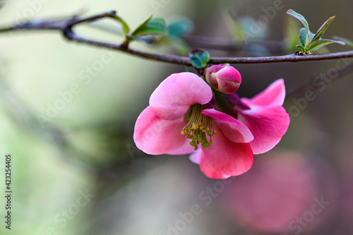 Quince blossom with bokah background
