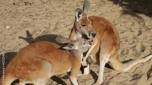 deux kangourous qui jouent dans le sable photo