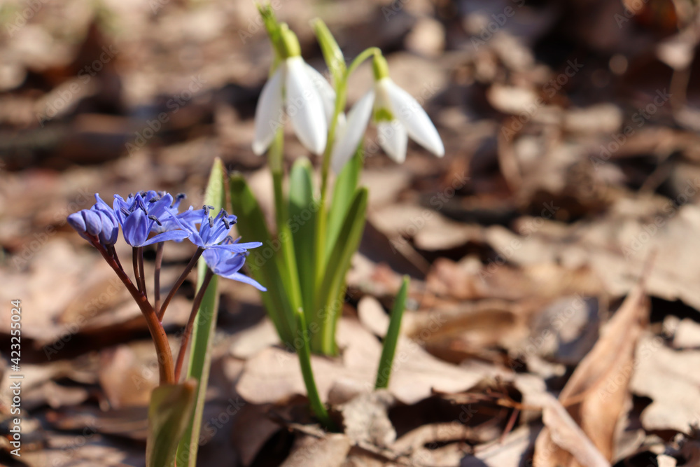 Spring blue bell-shaped flowers and snowdrop in the forest. Close-up of scilla bloom. Natural floral background Spring blue bell-shaped flowers and snowdrop in the forest. Close-up of scilla bloom. Natural floral background