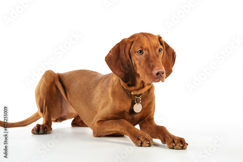 Vizsla dog on on a white background