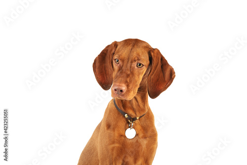 Vizsla dog on on a white background