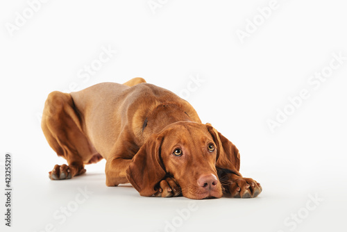 Vizsla dog on on a white background