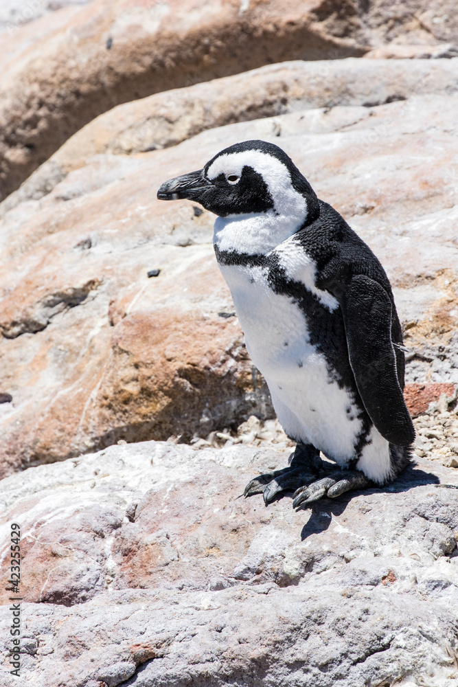 Naklejka premium African penguin on the rocks near the ocean in Betty's Bay, Western Cape, South Africa