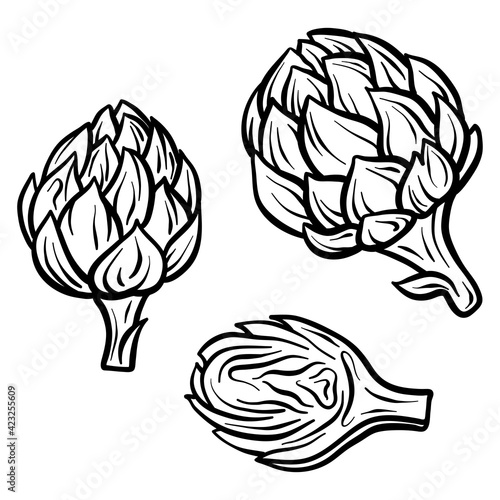 Artichoke isolated on white background. Full Artichoke and slice. Vector hand drawn outline illustration. Ingredient for cooking. Harvest. Farm vegetable.