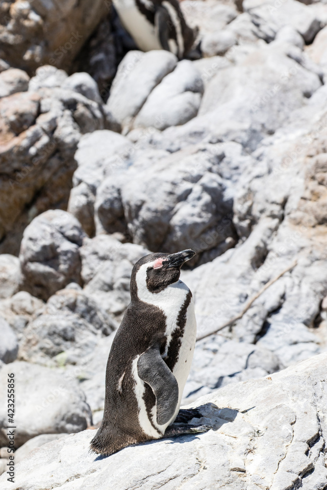 Fototapeta premium African penguin on the rocks near the ocean in Betty's Bay, Western Cape, South Africa 
