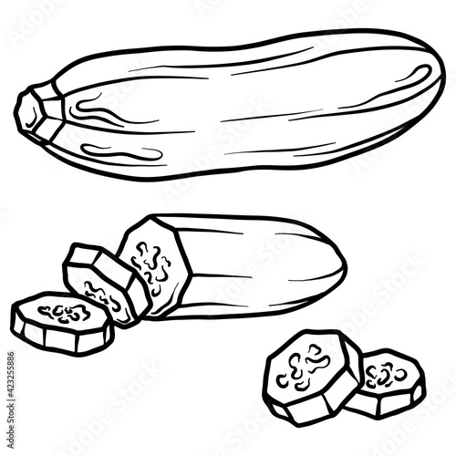 Courgette isolated on white background. Full courgette and slice. Vector hand drawn outline illustration. Ingredient for cooking. Harvest. Farm vegetable.