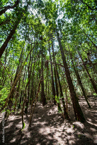 Canary Island pine forest in Tenerife. Canary Islands.