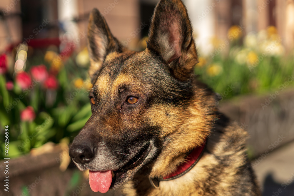 german shepherd portrait german shepherd portrait