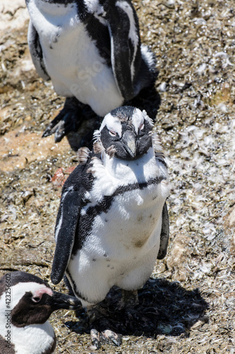 African penguin on the rocks near the ocean in Betty's Bay, Western Cape, South Africa  photo