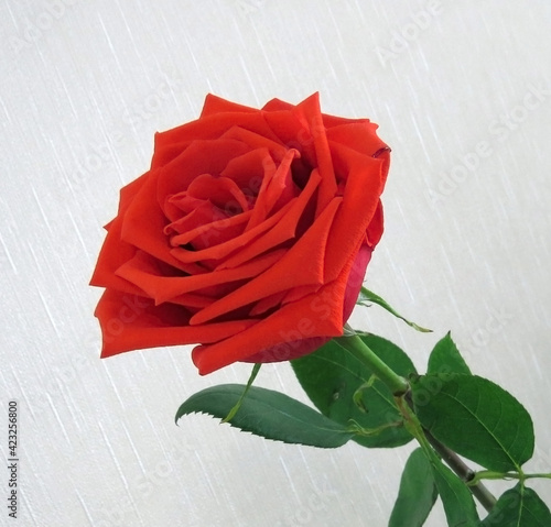 Beautiful red rose with green stem closeup