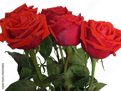 Beautiful red roses with green stems closeup