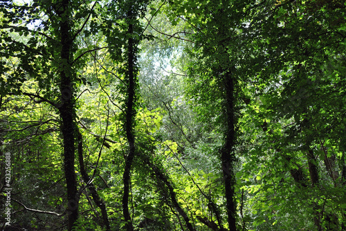 View into Thickly Wooded Forest