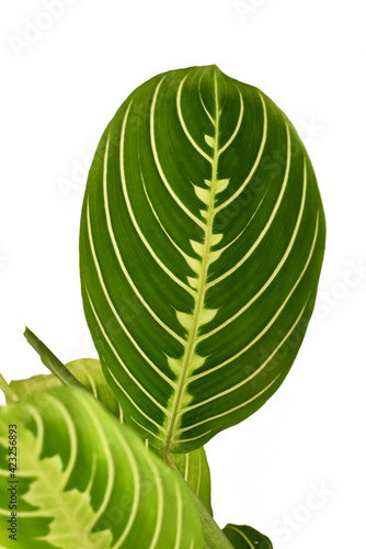 Leaf of green veined exotic 'Maranta Leuconeura Lemon Lime' houseplant isolated on white background photo