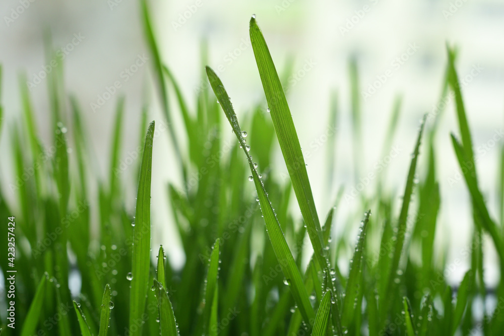 Fototapeta premium Fresh green grass with dew drops closeup.Wallpaper, water droplets on the leaves. Natural background, water and green leaves with morning dew after rain. Close-up.