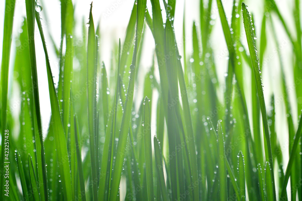 Fresh green grass with dew drops closeup.Wallpaper, water droplets on the leaves. Natural background, water and green leaves with morning dew after rain. Close-up. Fresh green grass with dew drops closeup.Wallpaper, water droplets on the leaves. Natural background, water and green leaves with morning dew after rain. Close-up.