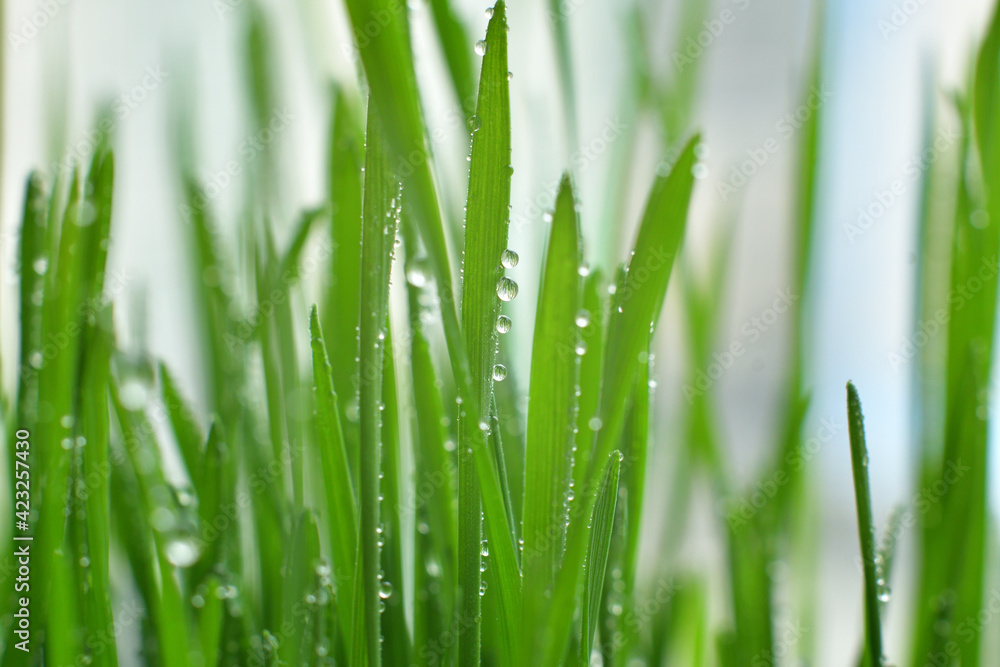 Fresh green grass with dew drops closeup.Wallpaper, water droplets on the leaves. Natural background, water and green leaves with morning dew after rain. Close-up. Fresh green grass with dew drops closeup.Wallpaper, water droplets on the leaves. Natural background, water and green leaves with morning dew after rain. Close-up.