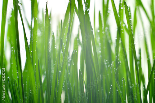 Fototapeta Naklejka Na Ścianę i Meble -  Fresh green grass with dew drops closeup.Wallpaper, water droplets on the leaves. Natural background, water and green leaves with morning dew after rain. Close-up.