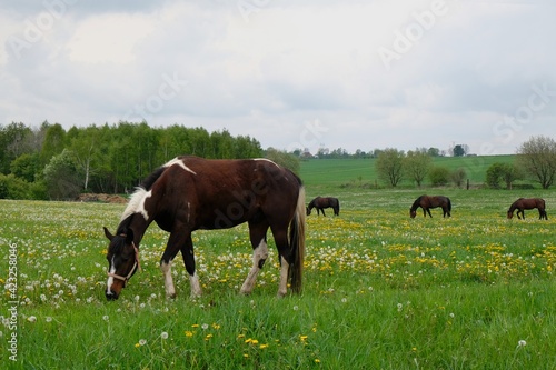 A herd of grazing brown horses on a green meadow with Taraxacum yellow flowers dandelions and silver ripe fruits among them on a sunny day.