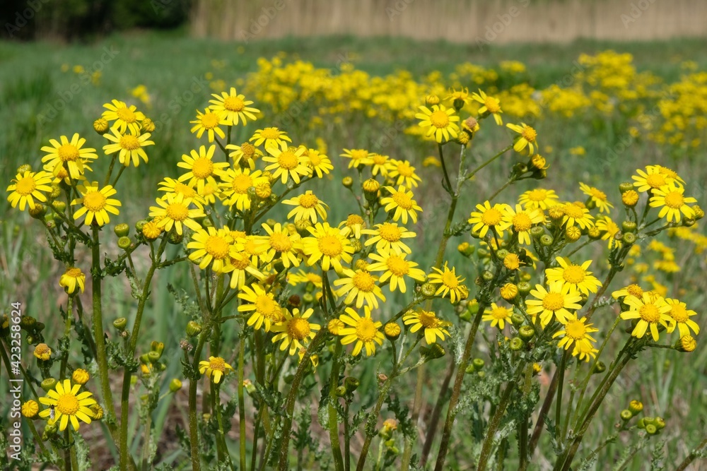 Obraz premium Meadow overgrown with yellow flowers Jacobaea vulgaris (ragwort, common ragwort, stinking willie, tansy ragwort, benweed) in spring sunny day. The plant is highly poisonous and carcinogenic.