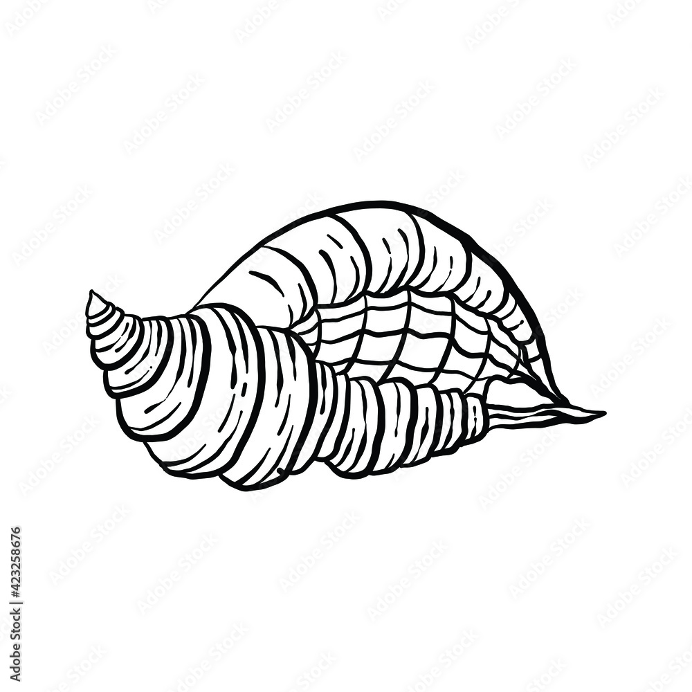 uncolored seashell illustration collection. animated nautical animal in vector graphic for creative design. aquatic object animation isolated on white background. uncolored seashell illustration collection. animated nautical animal in vector graphic for creative design. aquatic object animation isolated on white background.
