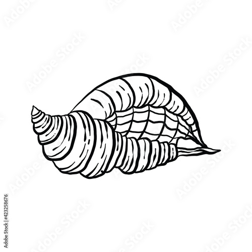 uncolored seashell illustration collection. animated nautical animal in vector graphic for creative design. aquatic object animation isolated on white background.