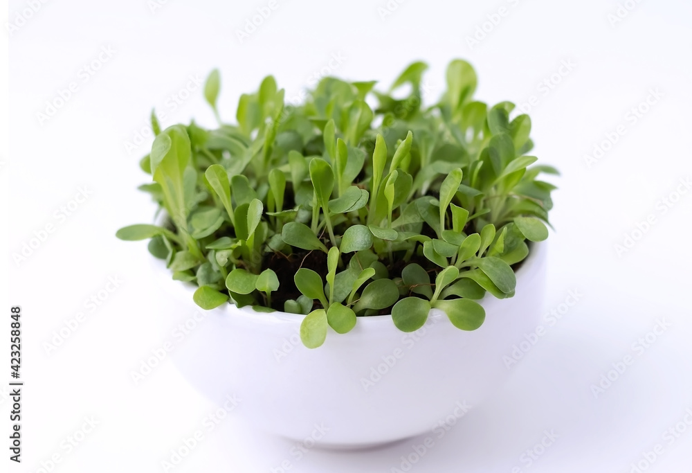 Microgreen sprouts on coconut substrate in a white bowl on a white background. Close-up. Selective focus. Microgreen sprouts on coconut substrate in a white bowl on a white background. Close-up. Selective focus.