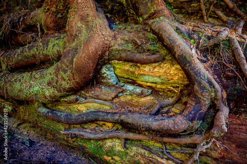 tree roots on fallen log
