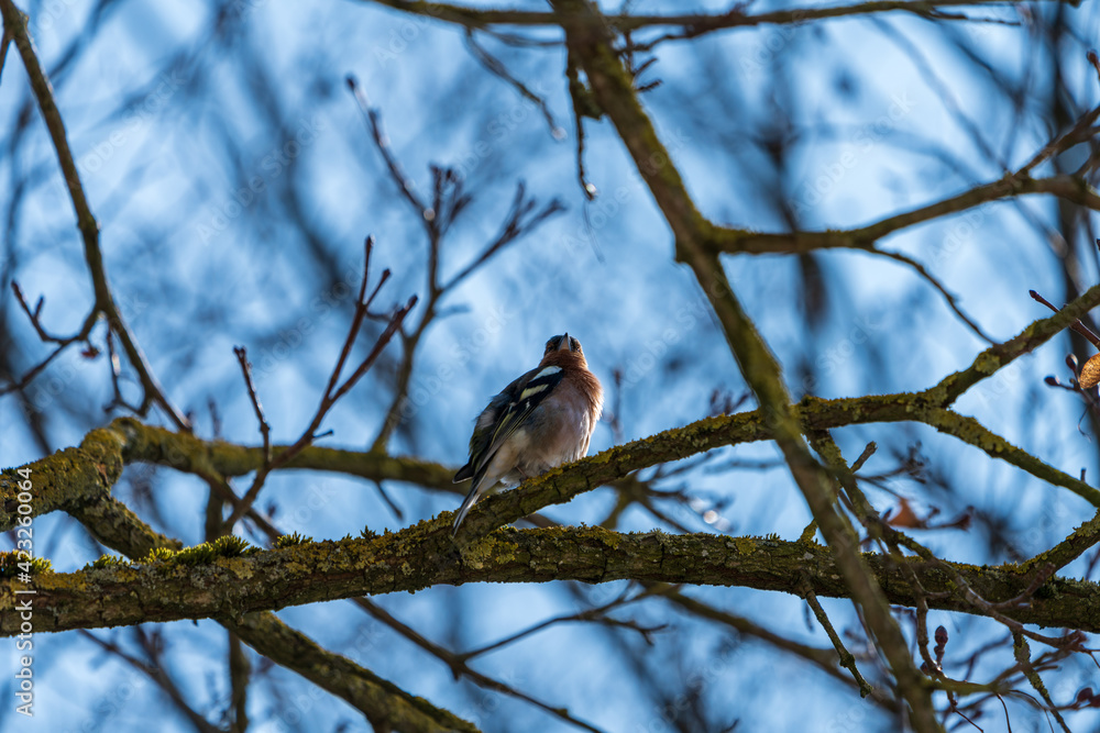 Braunfink im Baum Braunfink im Baum