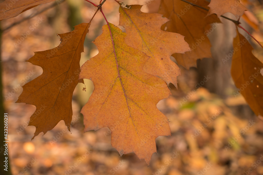 golden autumn leaves on the tree