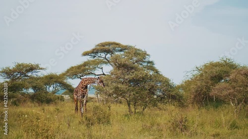 Wild african giraffe eating bush leaves in green area. Wildlife footage captured during a scientific expedition in Tanzania, professional cinema equipment, Leica optics, downscale 6K.
