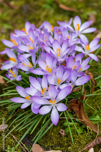 close up of purple crocus flowers