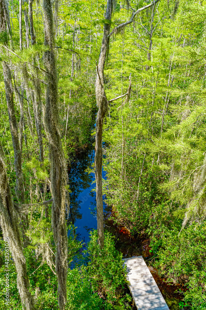 Fototapeta premium Wooden path through forest woods of Okefenokee Swamp Park in Georgia.
