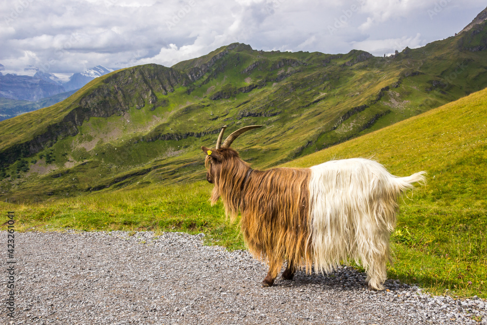 Obraz premium Animals grazing on mountain pastures on a sunny day in Swiss Alps
