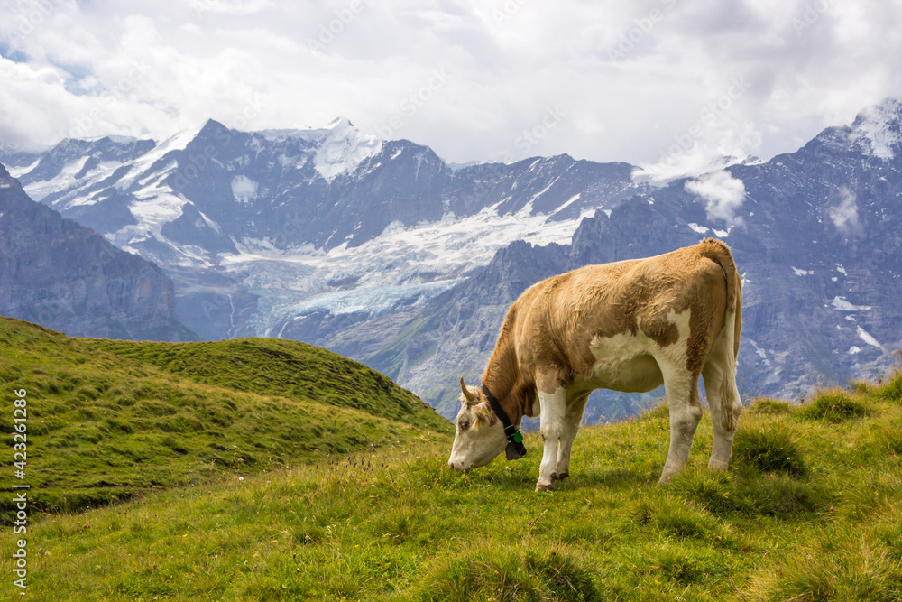 Animals grazing on mountain pastures on a sunny day in Swiss Alps