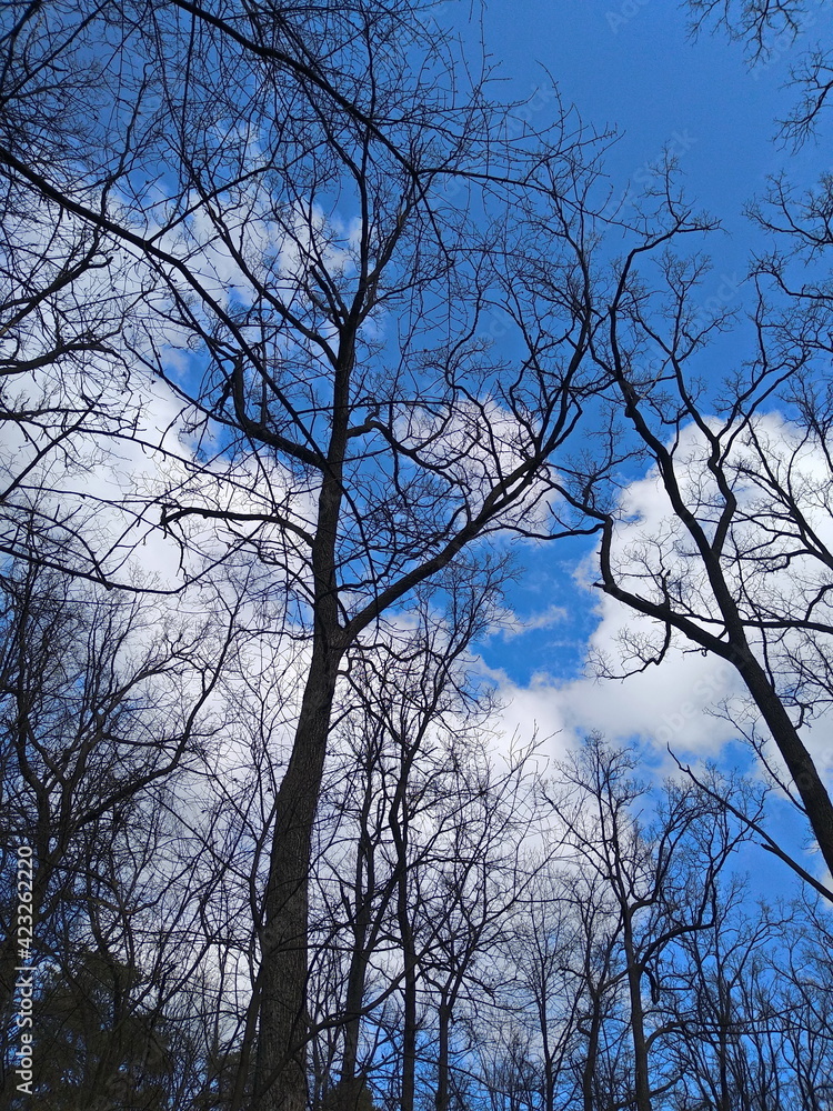 tree and sky tree and sky