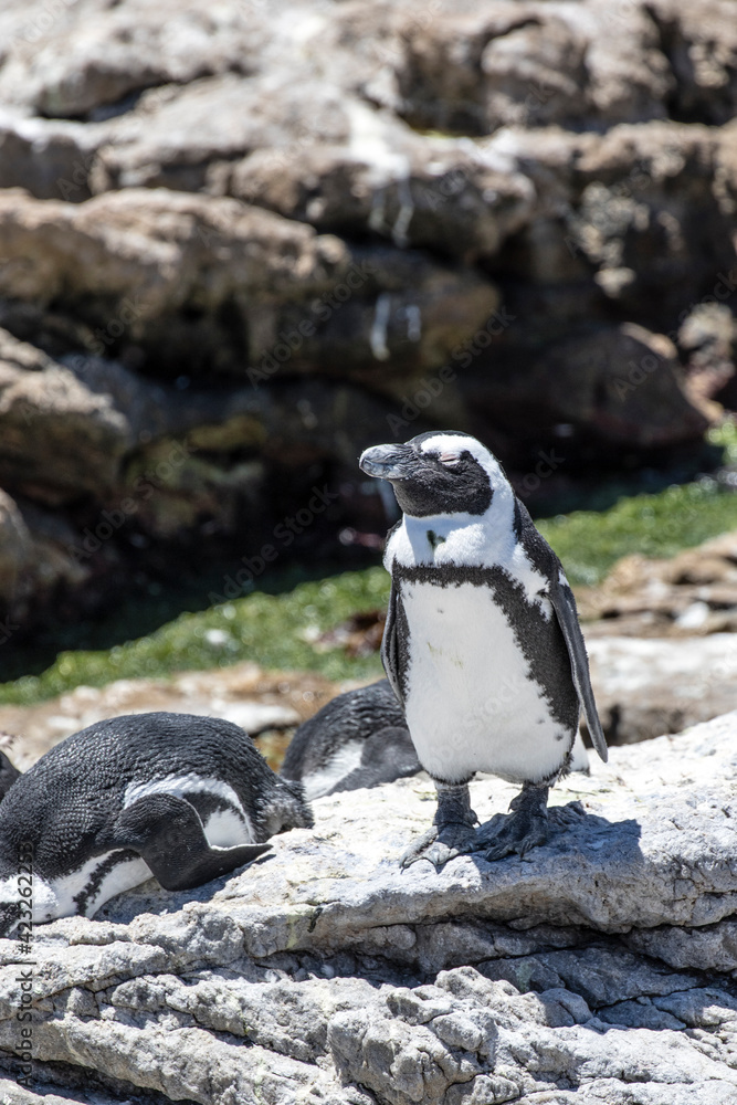 Fototapeta premium African penguin on the rocks near the ocean in Betty's Bay, Western Cape, South Africa 